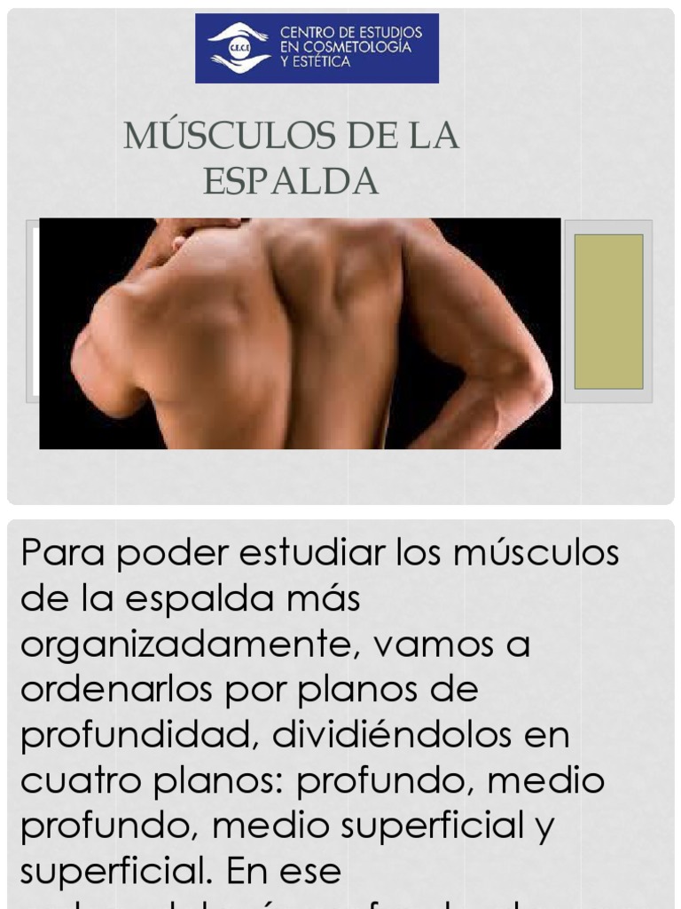 Músculos de La Espalda | PDF | La columna vertebral | Sistema ...