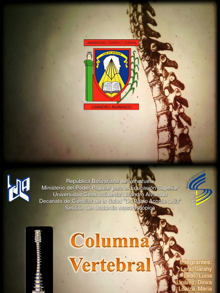 Anatomía y Función de la Columna Vertebral | PDF | Vértebra | La ...
