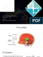 Neuroanatomia - aula 3