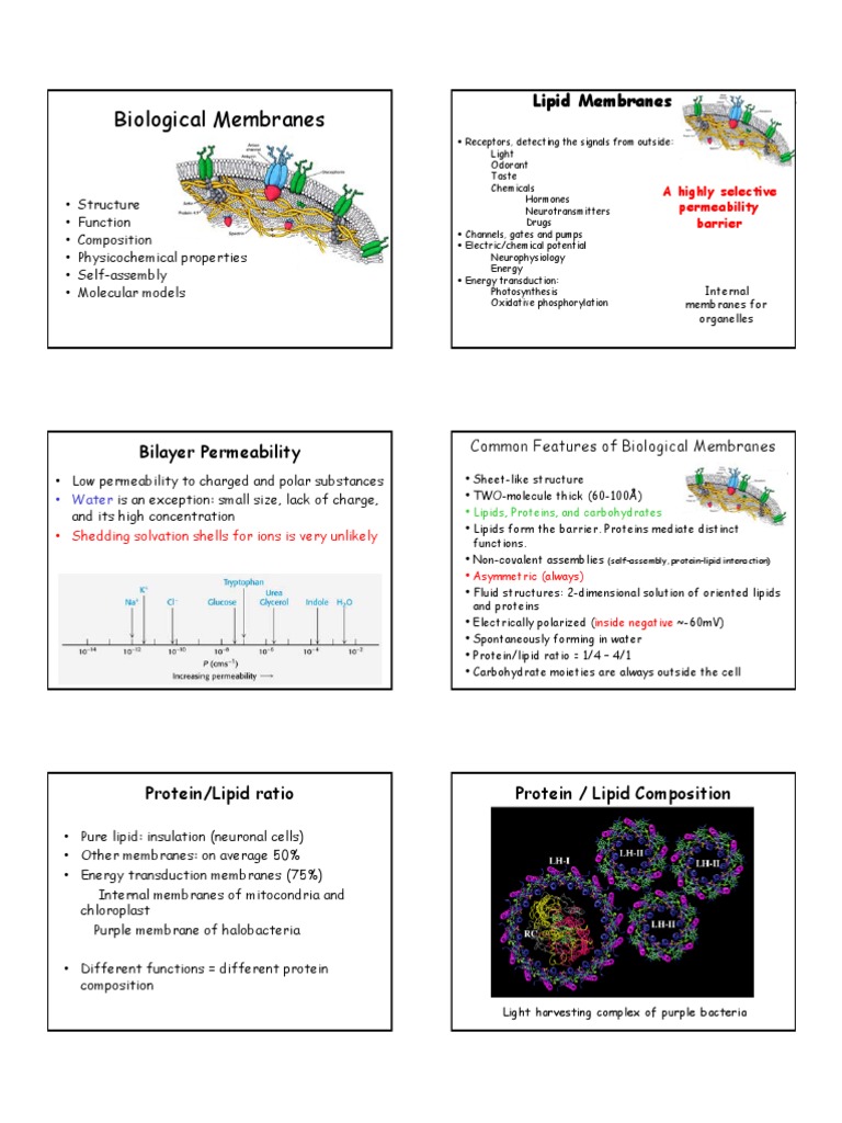 02 Biological Membranes | PDF | Cell Membrane | Lipid Bilayer