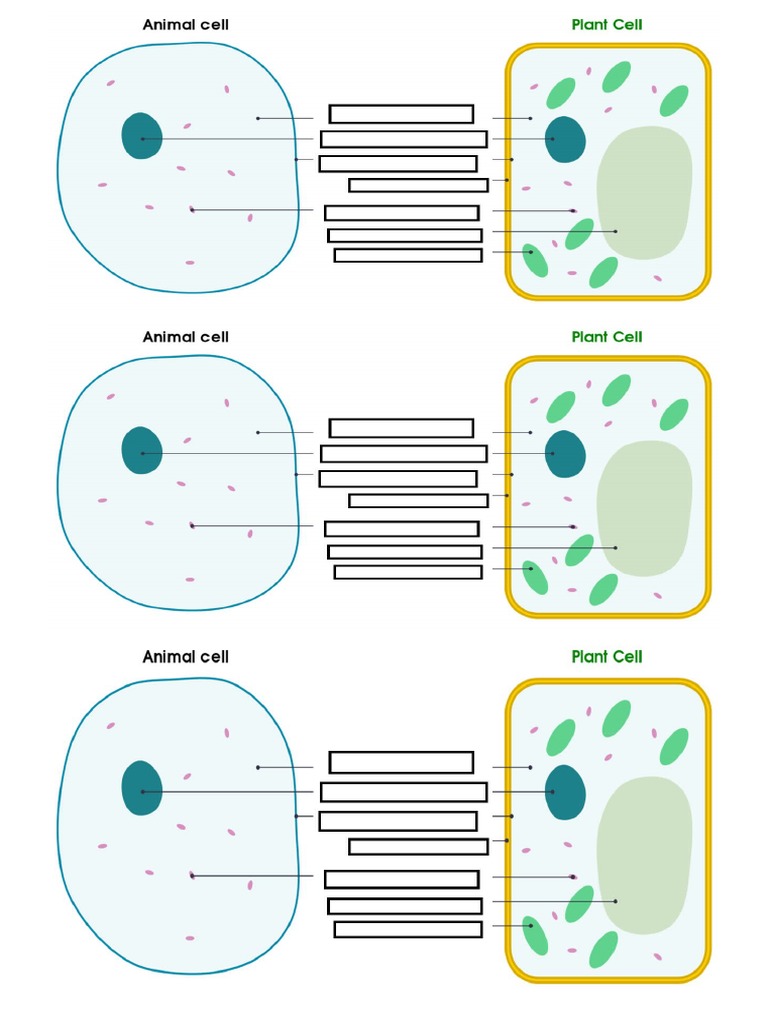 Animal and Plant Cell Diagram | PDF