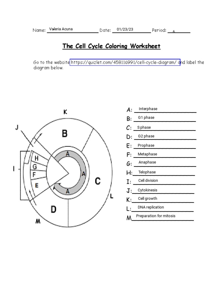 Cell Cycle Coloring Worksheet | PDF | Mitosis | Cell Cycle