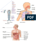 Sistema Circulatoriosistema Respiratorio