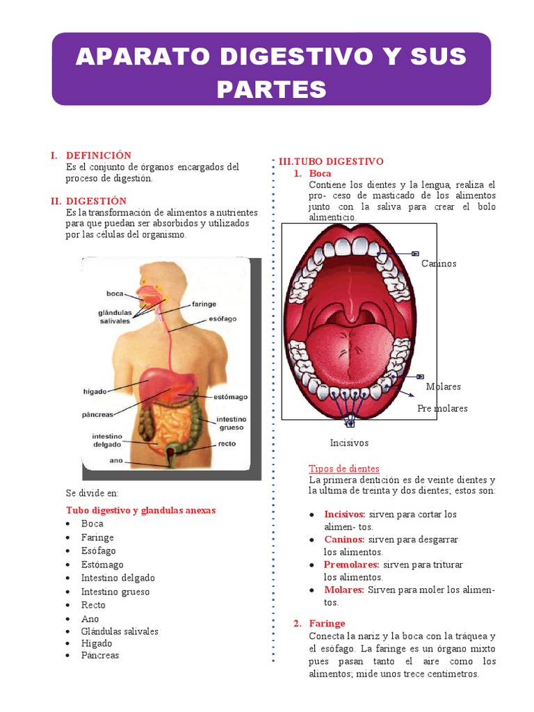 digestivo-clase-pdf-sistema-digestivo-humano-digesti-n