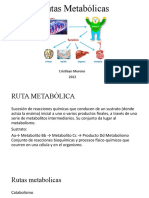 Ciclo de Krebs - Rutas Metabólicas