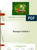 Metabolismo celular y rutas metabólicas