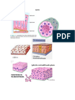 Histologia