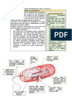 Tipos de células y sus estructuras