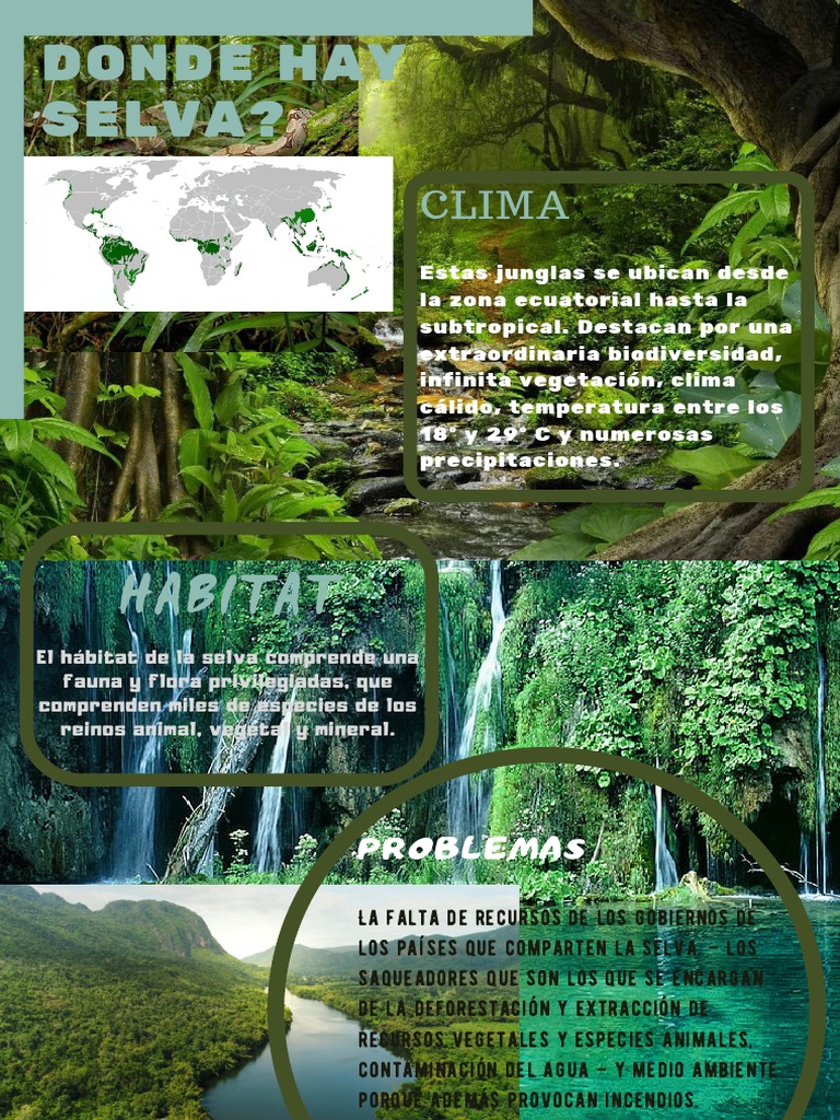 Ecosistema y Hábitat de la Selva | PDF | Ciencia y matemáticas