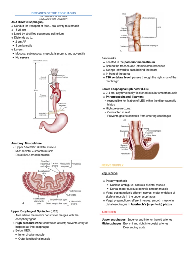 Esophageal Constrictions Overview | PDF