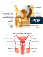Male reproductive organ