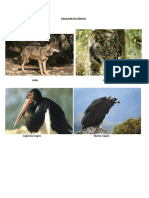 Fauna de las Sierras: Lobo, Lince, Cigüeña negra y más