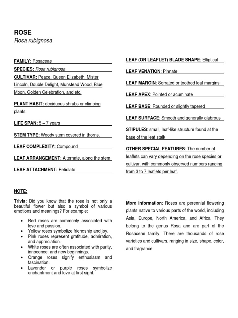 The Characteristics and Symbolism of the Rose Flower PDF Rose Leaf