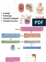 5.anatomia Del Aparato Digestivo