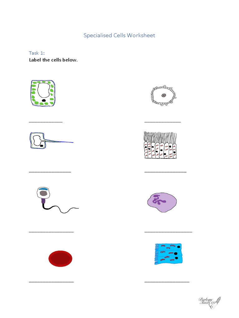 4a Specialised Cells Worksheet PDF Cell Biology Morphology