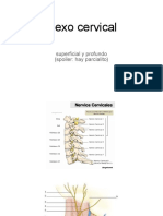 Plexo Cervical Parcialito