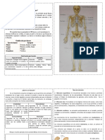 Estudio Ciencias 4Â° BÃ SICOS