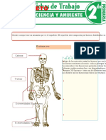 El Esqueleto para Segundo Grado de Primaria