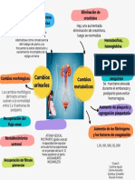 Cambios Urinarios y Metabolicos