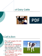 Breeds of Dairy Cattle Sec1