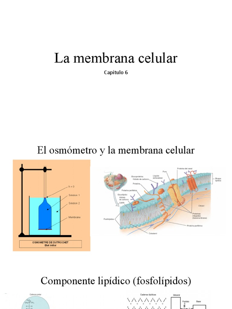 Funciones y Estructura de la Membrana Celular | PDF | Cloroplasto ...