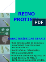 Reino Protista