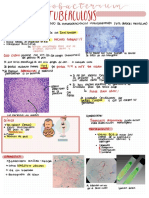 Tuberculosis: Morfologia Plfvgge