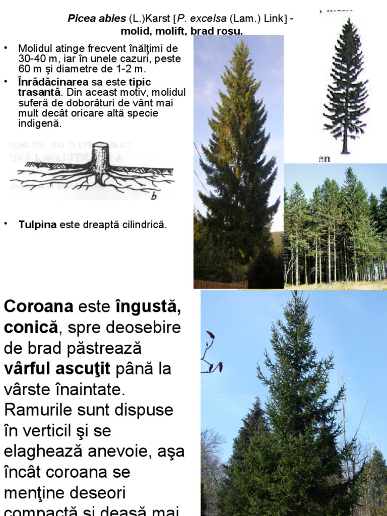 Curs 3 Picea | PDF
