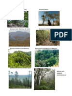Tipos de bosques en Honduras