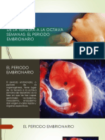 06 - Periodo Embrionario
