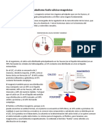 Metabolismo Fosfo-Cálcico-Magnésico y Aldosterona - Angiotensina