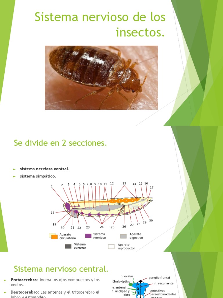 Sistema Nervioso de Los Insectos PDF