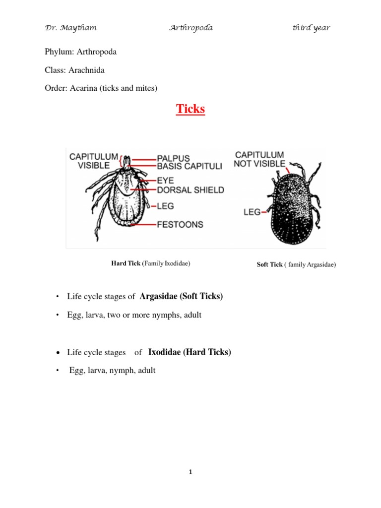 Arthropoda Lab Ticks Mites Pdf Science Mathematics