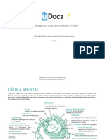 Infografia de La Celula Vegetal Maite Palacios Asto 215448 Downloable 3183417