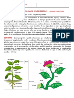 Botanica - Clase2 - 10-4-23