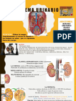 Sistema Urinario GRUPO