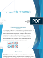 Proceso de Miogenesis