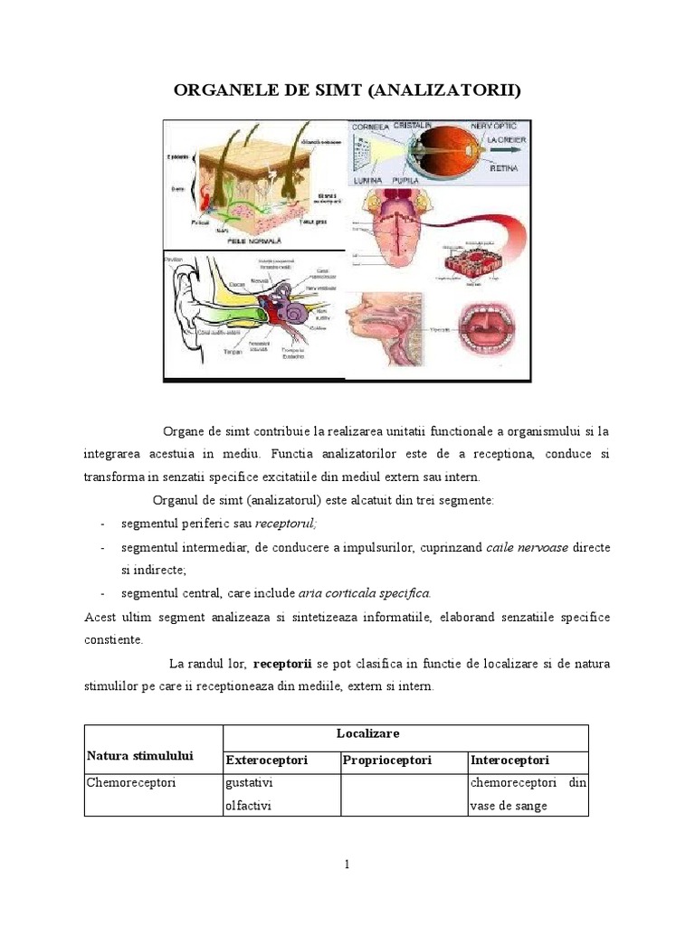 Organele de Simt | PDF