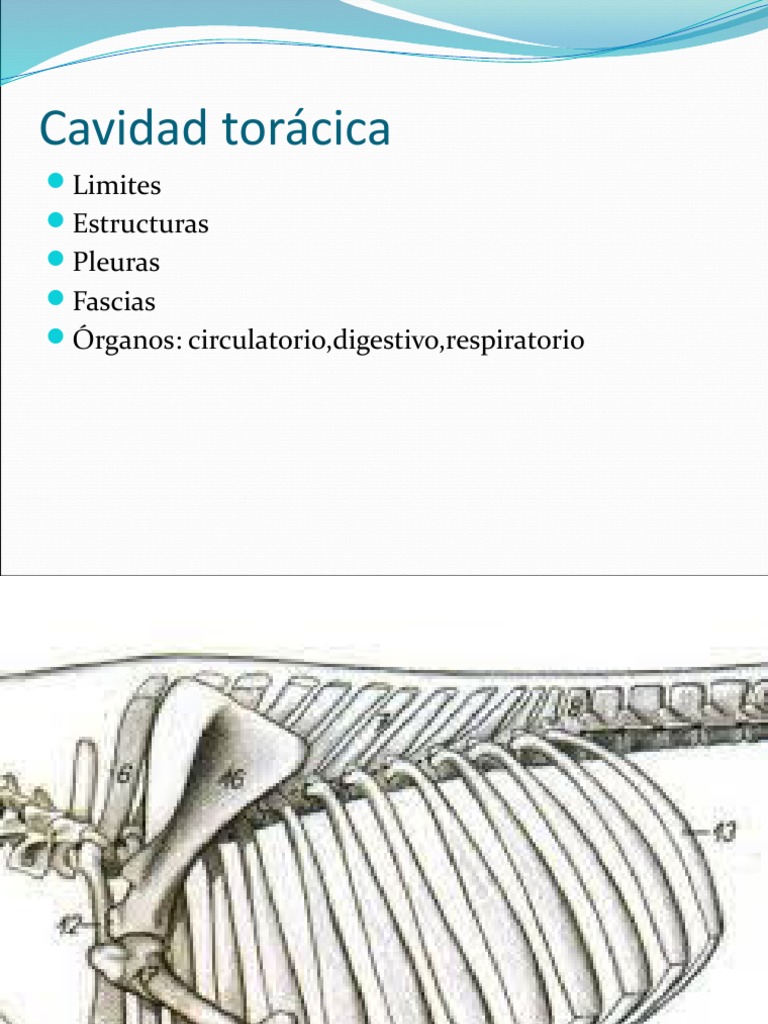 Torax Equino Anatomia Pdf