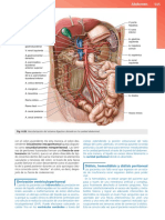 6.28 Arterias y Órganos Cavidad Abdominal