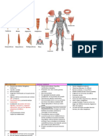Musculos Morfo