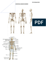 1 Huesos PDF