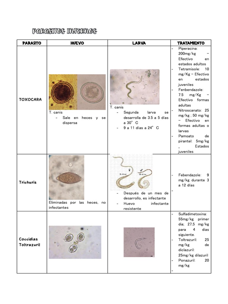 Tratamientos para Parásitos Comunes | PDF | Heces | Microbiología