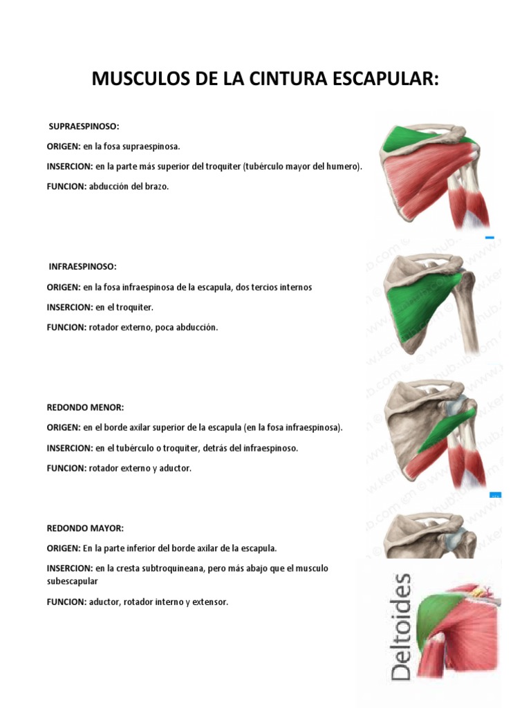 libro-musculos-2-2-pdf-mano-anatom-a