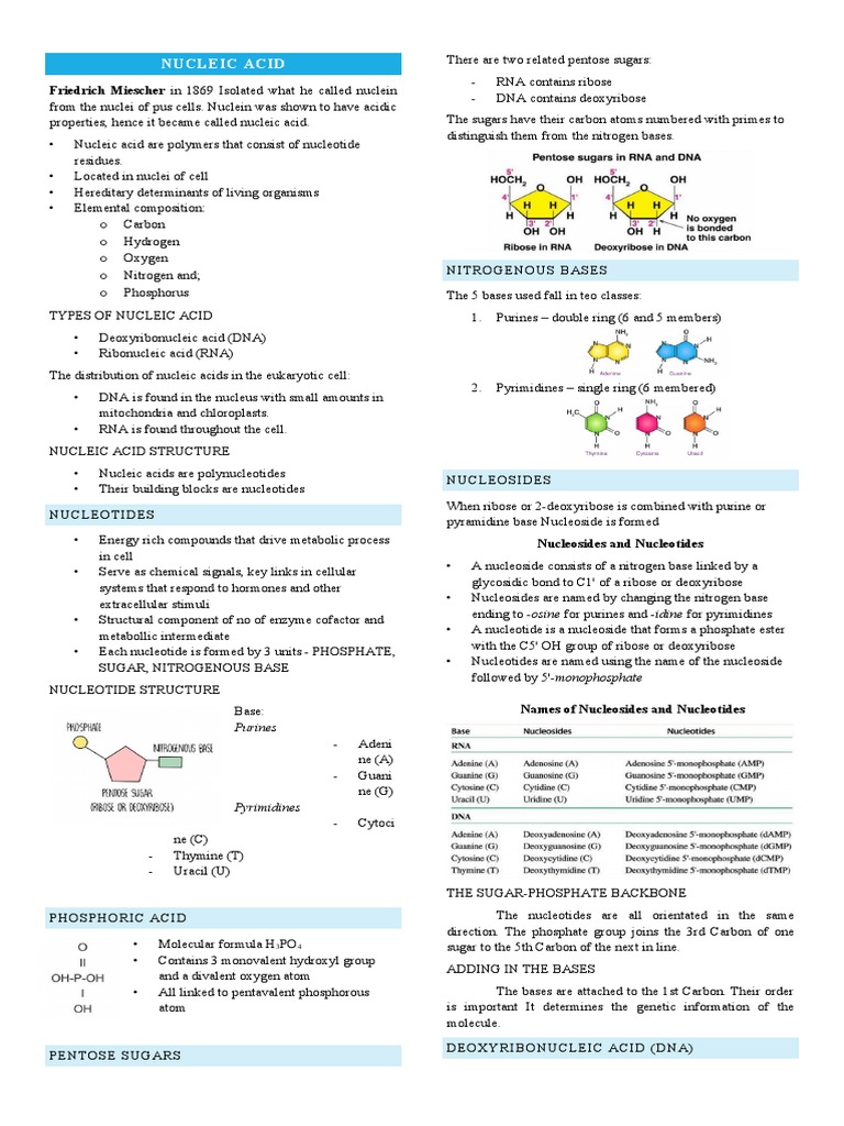 Nucleic Acids Vitamins Digestion and Enzymes PDF Nucleic Acids Dna