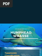 Humphead Wrasse