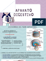 Aparato Digestivo-Exposicion de Clase