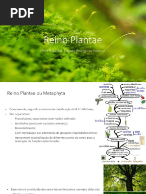 Exemplos De Plantae