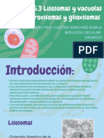 Lisosomas, Peroxisomas y Glioxisomas.