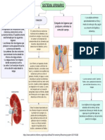 Sistema Urinario